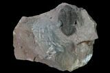 Metacanthina Trilobite - Lghaft, Morocco #165921-1